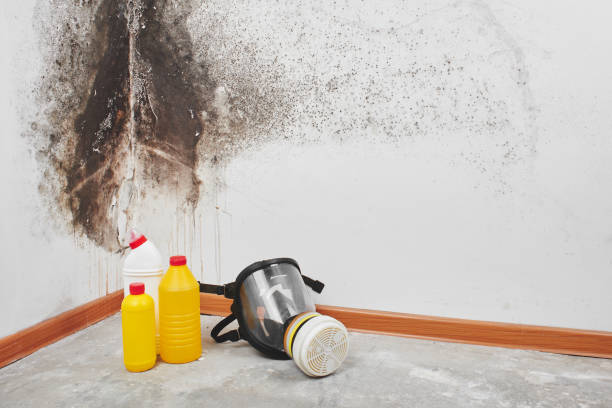 Best Affordable Mold Removal  in Lockport, NY