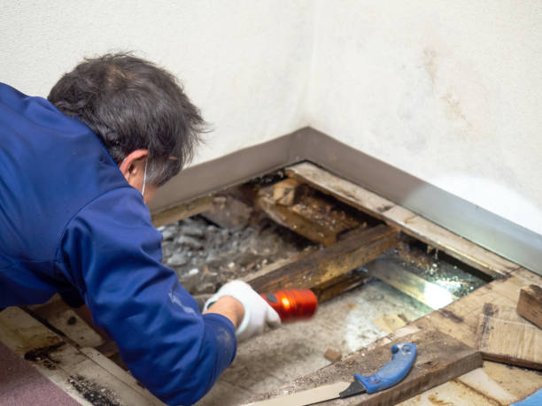Best Black Mold Removal  in Lockport, NY