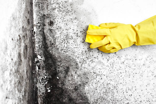 Best Local Mold Removal Service  in Lockport, NY