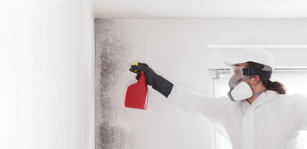 Best Mold Remediation Experts  in Lockport, NY
