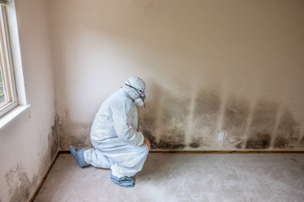 Best Mold Testing  in Lockport, NY