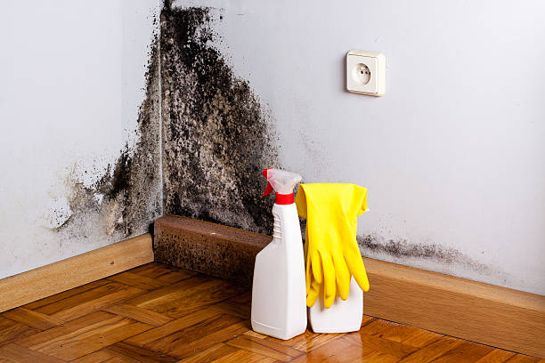 Best Mold Testing  in Lockport, NY