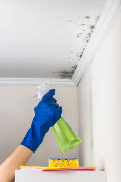 Best Emergency Mold Removal  in Lockport, NY